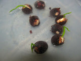 Lotus seeds
