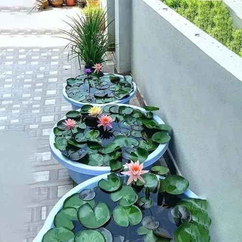 Lotus seeds
